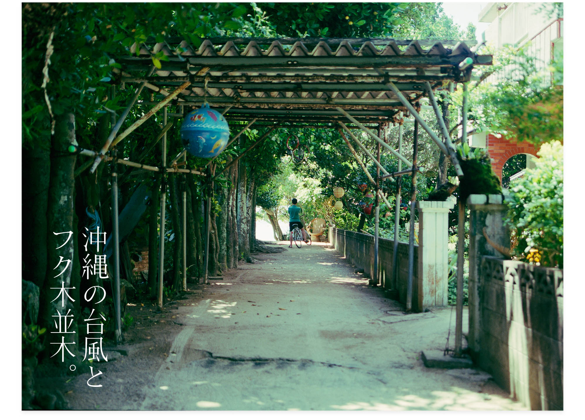 201301008_沖縄の台風とフク木並木